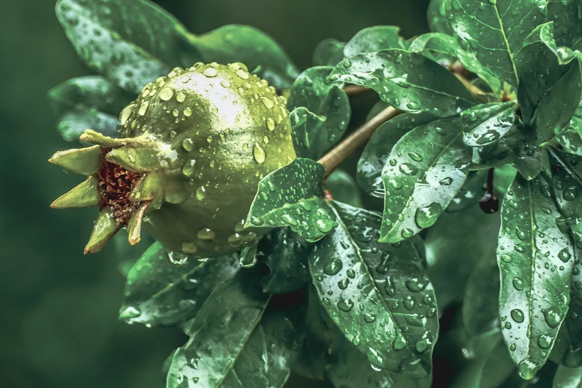 leaf, nature, flora, food, outdoors, tree, growth, green food, green growth