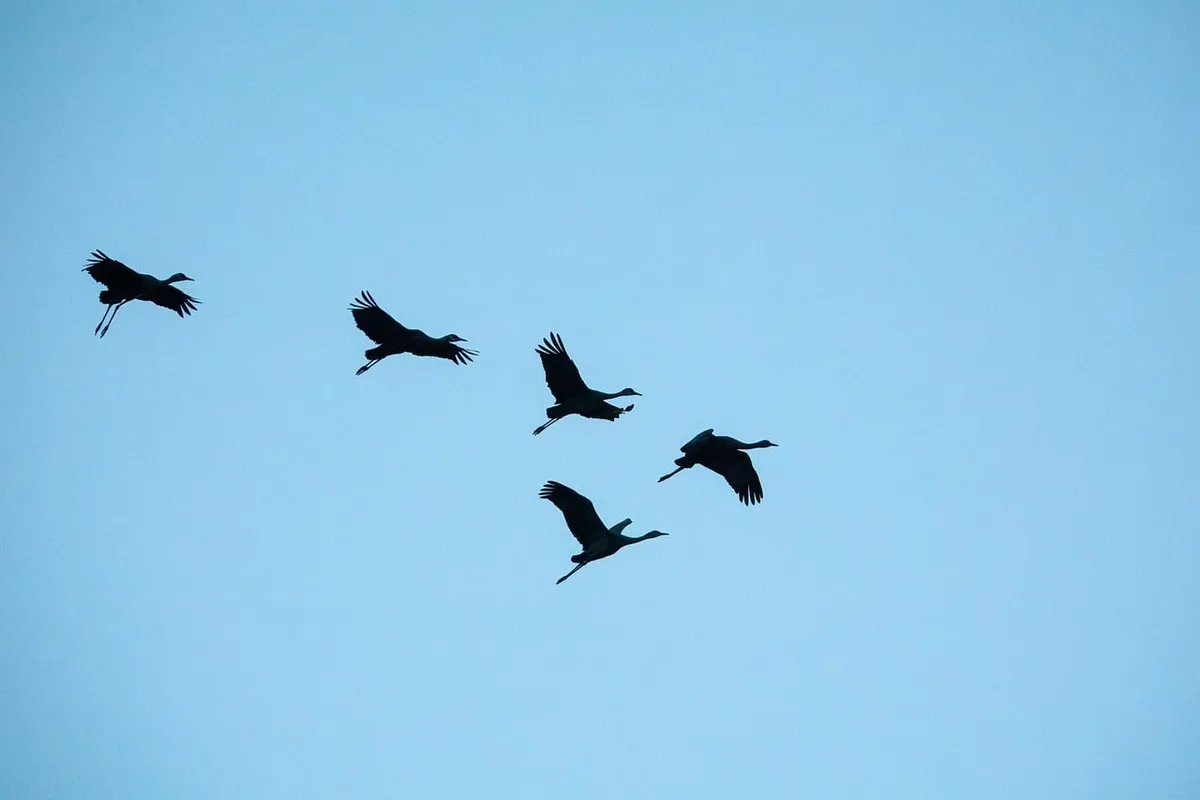 鳥，白鷹，自然保護區，晴朗天空，自然，博斯克_del_阿帕奇，新墨西哥，野生動物，空中檢視，飛鳥，遷徙鳥，風景，日落，鳥