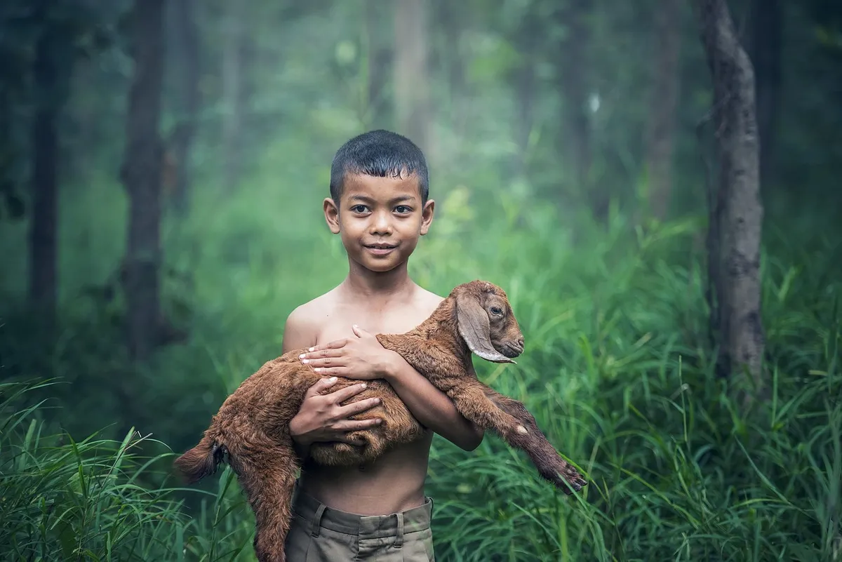 boys, outdoor, thailand, baby, mammal, indonesia, people, sheep, holding, caring, asia, kids, vietnamese, little, myanmar, burma, goat, countryside, young, live